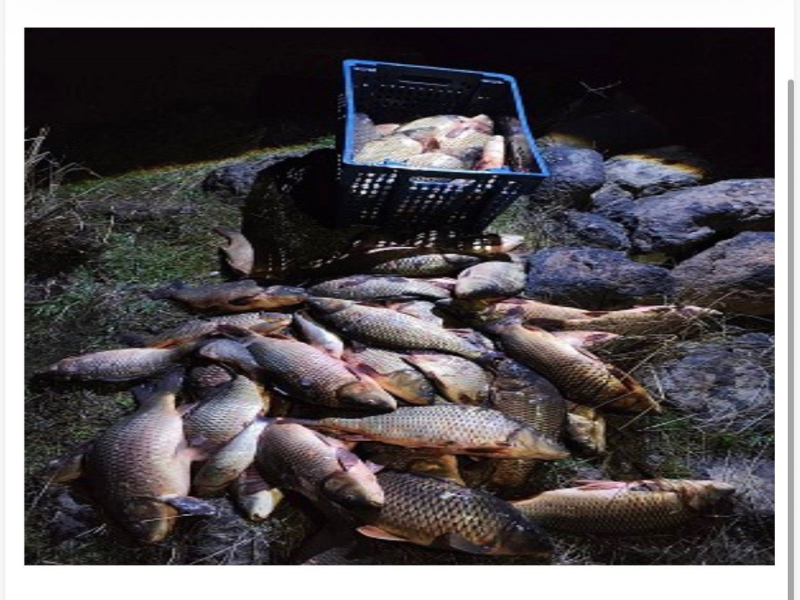Bolu’da 350 kilo sazan kurtarılarak yeniden suya bırakıldı