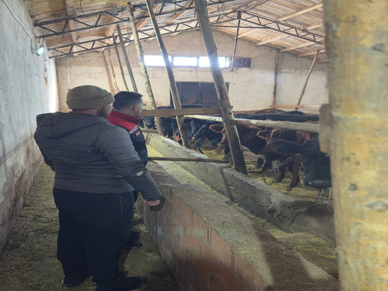 Bayburt'ta Hayvancılığı Destekleyen Proje: Angus Düveler Köylüye Teslim Ediliyor