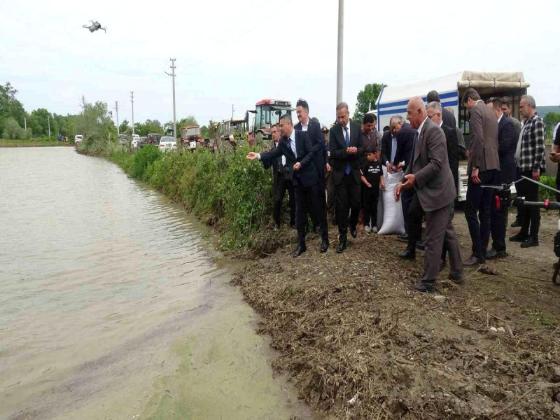 Bafra Ovası’nda çeltik mesaisi başladı            