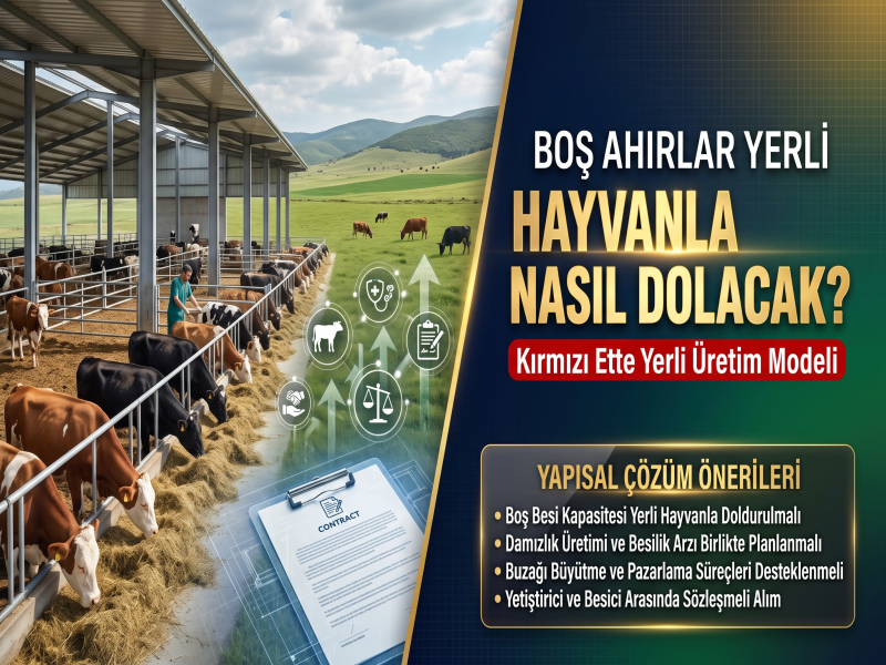 Boş ahırlar yerli hayvanla nasıl doldurulacak?