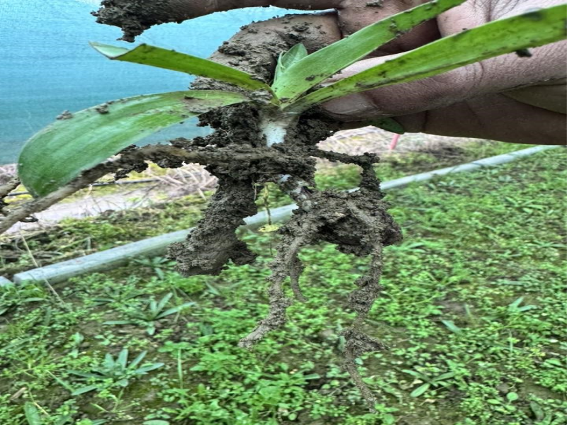  Aydın'da Salep Orkidesi Üretimi Gelişiyor: 17 Farklı Türde 400 Bin Fide Üretimi