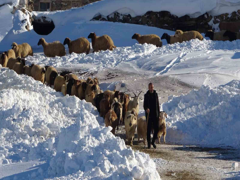 Besiciler, Zorlu Kış Şartlarında Hayvanlarını Kar Altında Besliyorlar