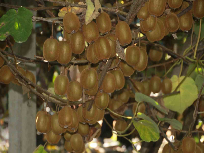 Ordu'da Bu Yıl Kivi Hasadında Hedef Yüksek: 6 Bin 200 Ton Ürün Bekleniyor
