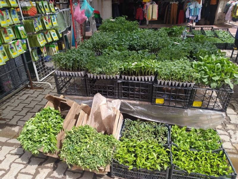 Gebzeli çiftçiye 500 bin sebze fidesi dağıtımı yapıldı