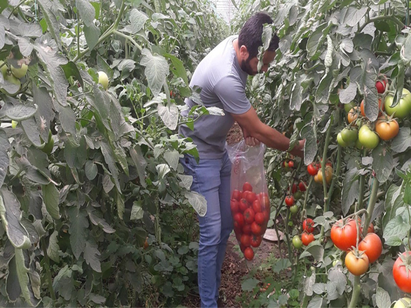 Söke’de domates hasadı öncesi pestisit kontrolü yapıldı.