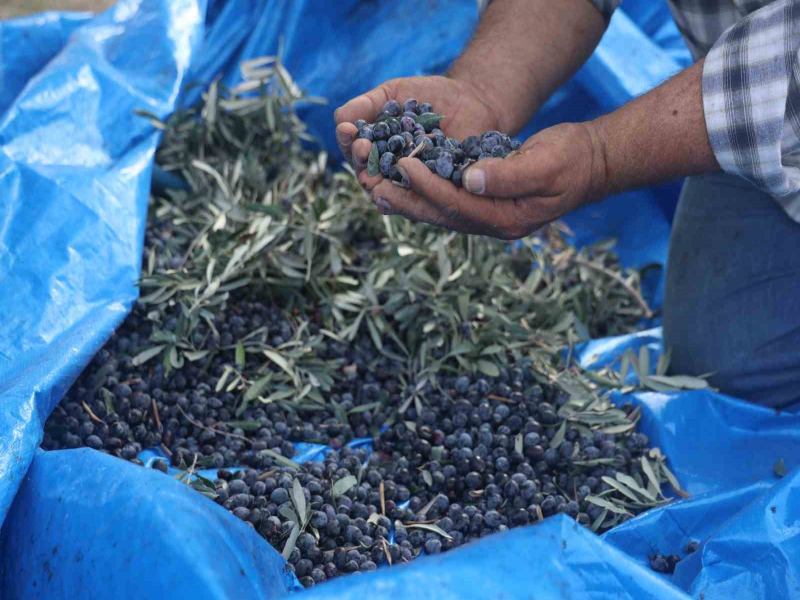 Kuraklık Hatay'da Zeytin Hasadını Vurdu: Yağ Verimi Düştü