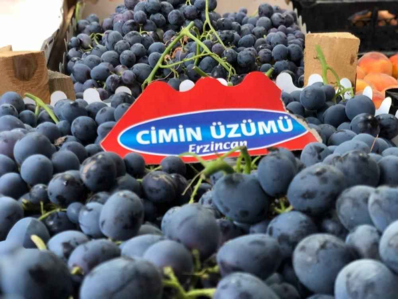 İki asırlık bağlarda bereket: Üzümlü’de Cimin Üzümü hasadı başladı İki asırlık bağlarda bereket: Üzümlü’de Cimin Üzümü hasadı başladı