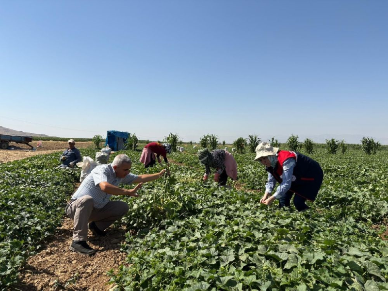 Afyonkarahisar'da kornişon salatalık hasadı devam ediyor.