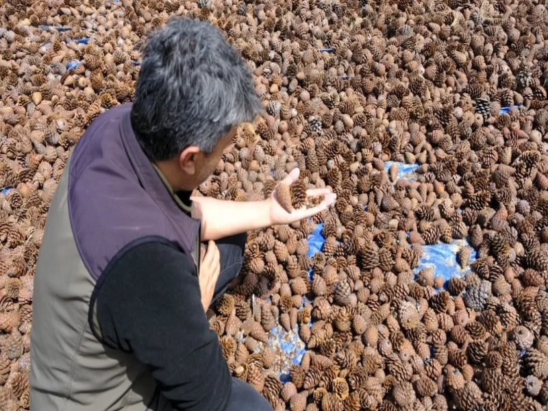 Kahramanmaraş’ta kızılçam tohumları doğa ile buluşuyor