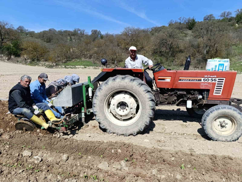 Selendi’de tütün dikim sezonu başladı 
