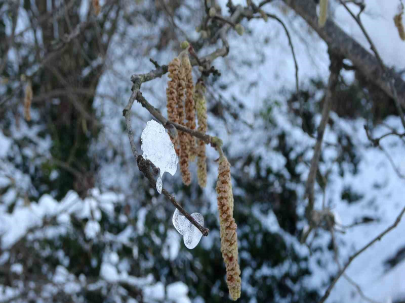Karadeniz’deki Kar Yağışı Fındığı ve Diğer Tarım Ürünlerini Olumlu Etkiledi Karadeniz’deki Kar Yağışı Fındığı ve Diğer Tarım Ürünlerini Olumlu Etkiledi