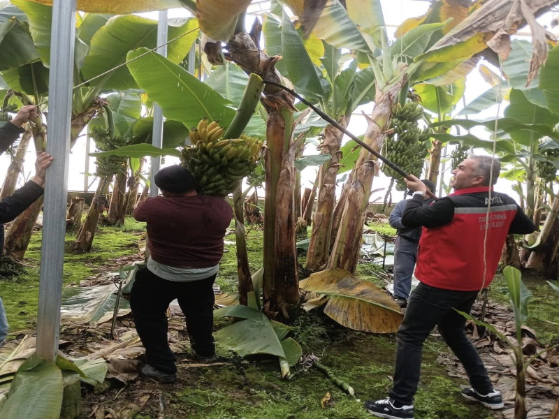 Efeler'de 700 Ağaçlık Muz Bahçesinden 27 Ton Muz Hasat Edildi