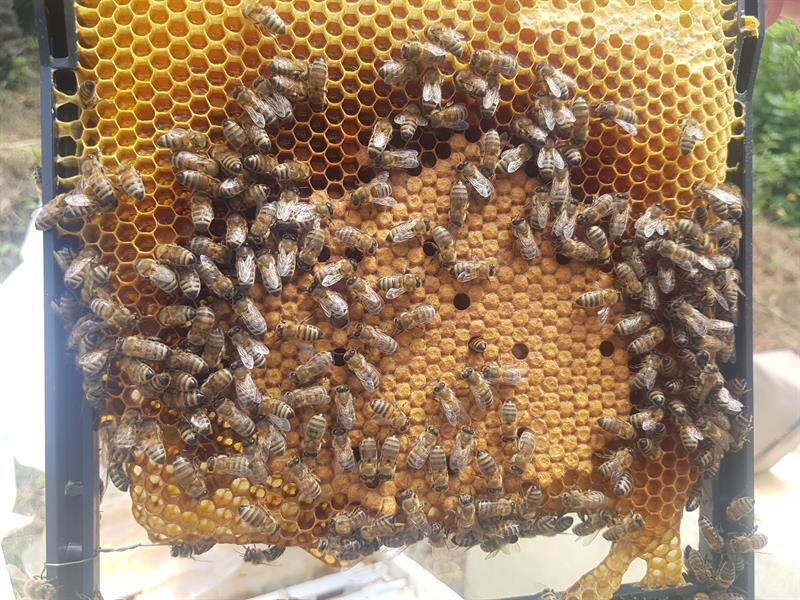 Yığılca arısı için suni tohumlama çalışmaları devam ediyor.