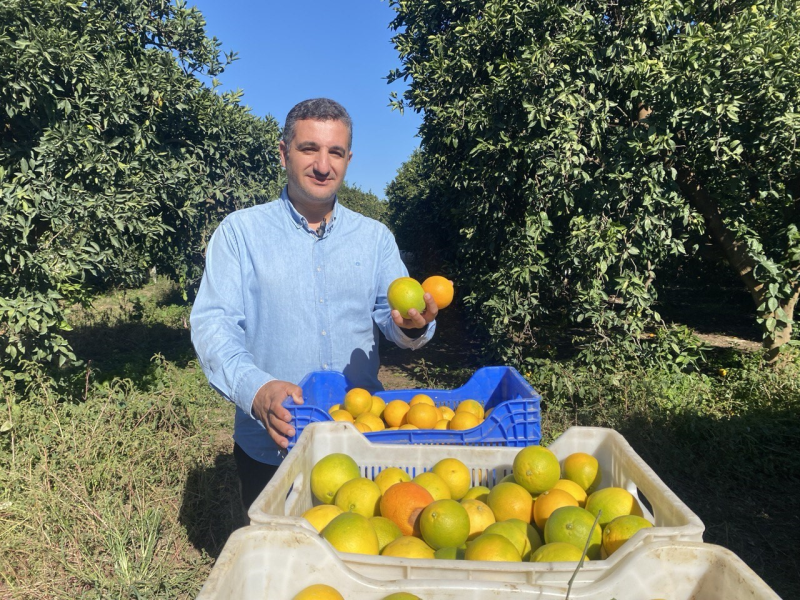 Finike'de Portakal Hasadı Başladı: Bu Yıl 250 Bin Ton Rekolte Bekleniyor