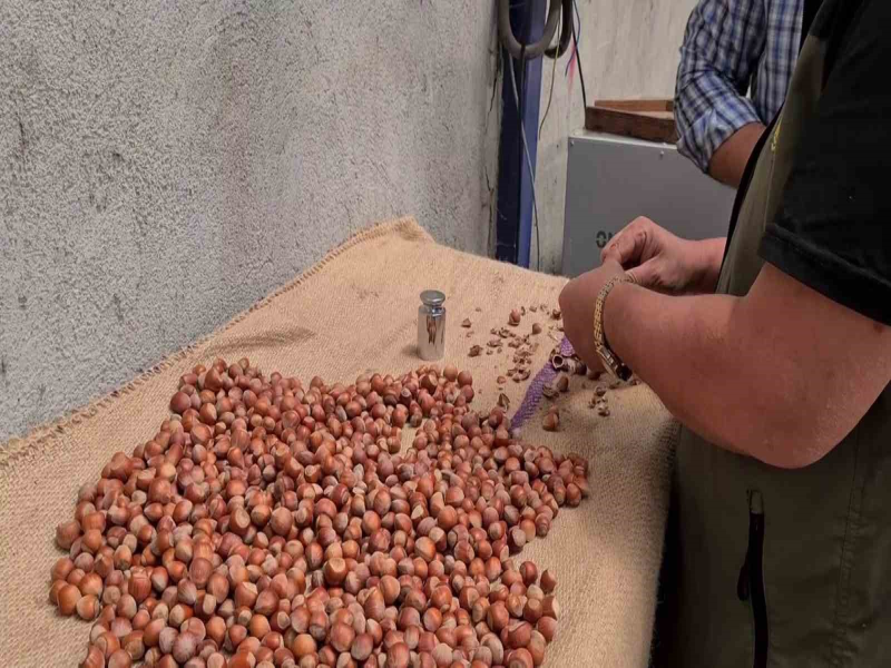 Zonguldak Alaplı’da fındık hasat tarihleri belli oldu.