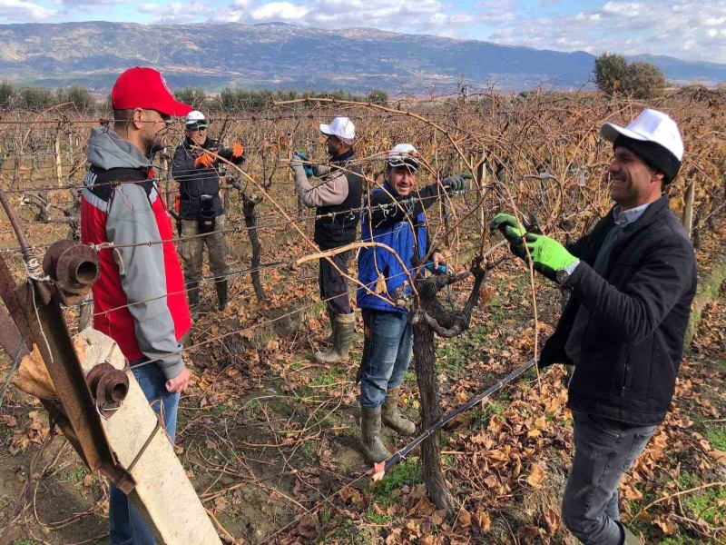 Manisa'da Üzüm Bağlarında Uygulamalı Budama Eğitimi Memnuniyetle Karşılandı Manisa'da Üzüm Bağlarında Uygulamalı Budama Eğitimi Memnuniyetle Karşılandı
