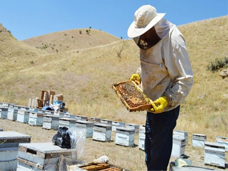 Gümüşhane’de 2025 yılı bal hasadı üreticileri sevindirdi.